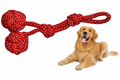 Golden Retriever and Tug Toy